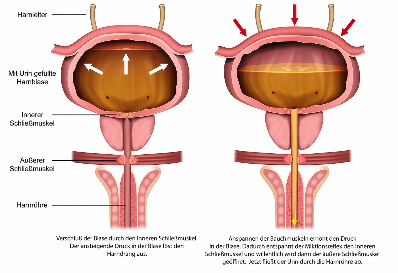 Schematic representation of the urinary bladder during filling and emptying. On the left, a urinary bladder filled with urine is shown, with arrows indicating the pressure inside. The ureter, internal and external sphincter, and urethra are labeled. On the right, the graphic shows the flow of urine through the urethra during urination, with arrows indicating the increased pressure caused by tension in the abdominal muscles. The internal and external sphincters are open, allowing the urine to flow out.