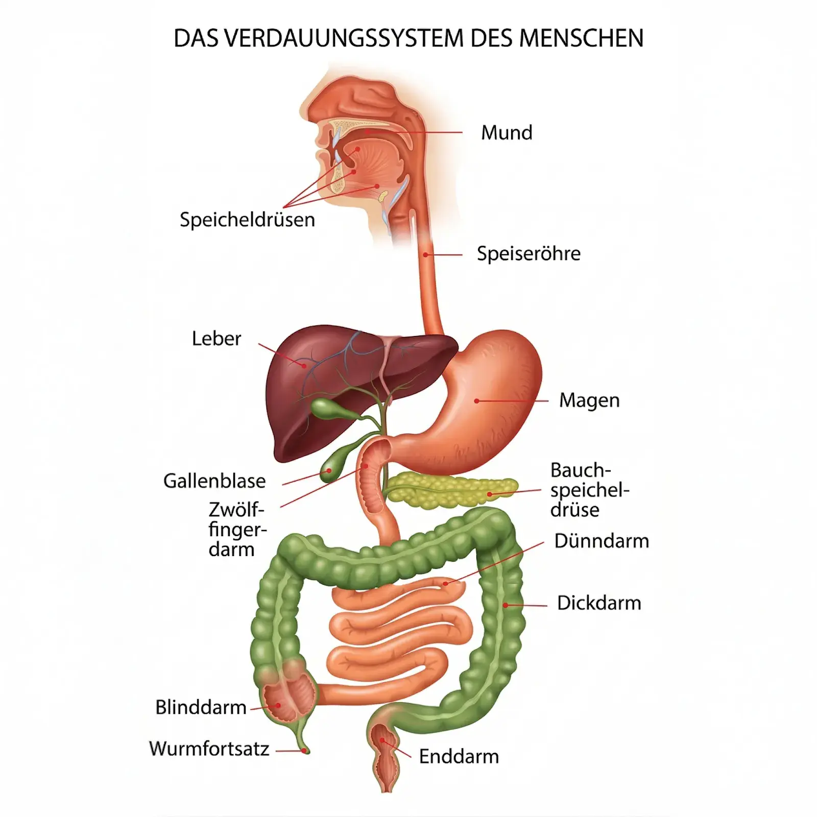 Illustrated anatomical representation of the human digestive system with German labels. Visible are the mouth, salivary glands, esophagus, liver, stomach, gallbladder, duodenum, pancreas, small intestine, large intestine, cecum, appendix, and rectum. The title at the top reads “The human digestive system
