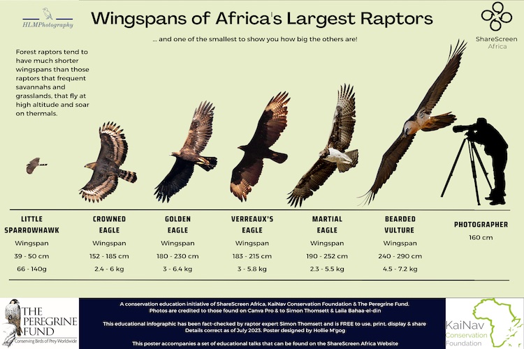 Raptors: The True stars of the Bird Kingdom - ShareScreen Africa