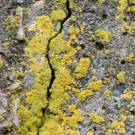 Comment enlever la mousse et le lichen sur une terrasse ?