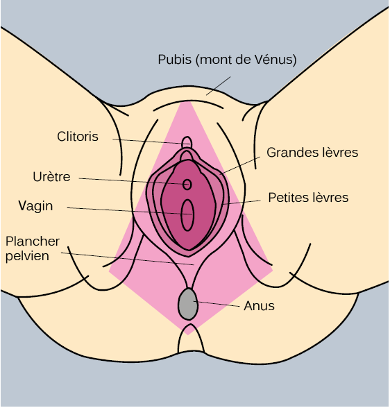 organes-genitaux-externes-femme