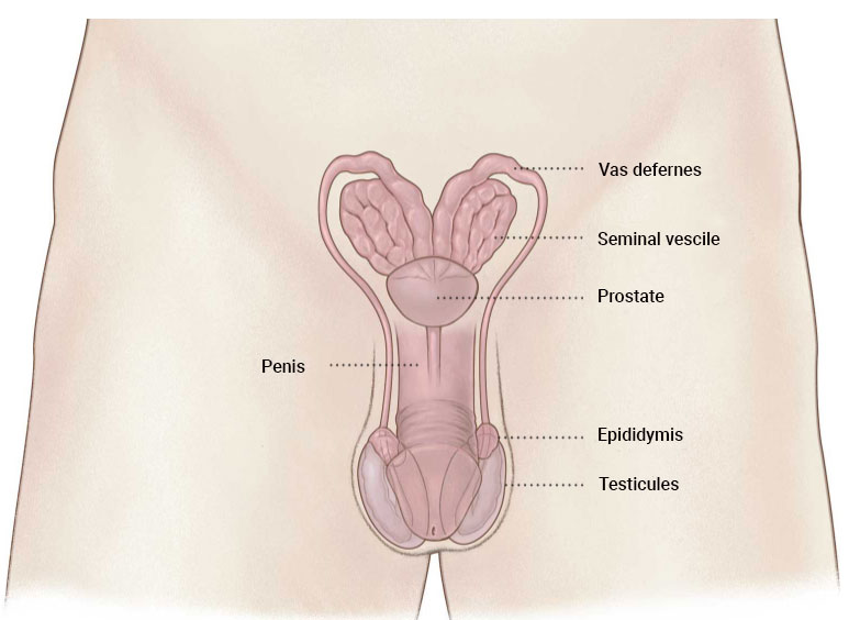 Male-organs