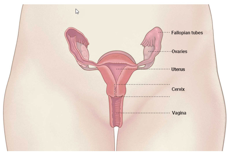 Female-organs