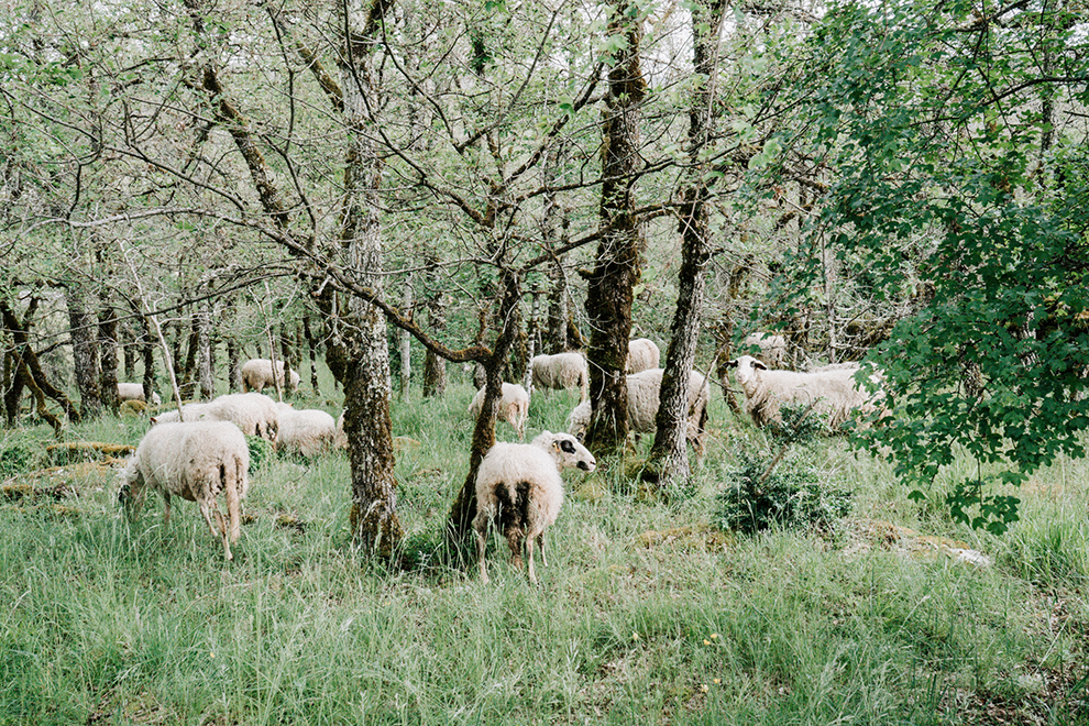Landschap gevormd door schapen in Lot, Frankrijk