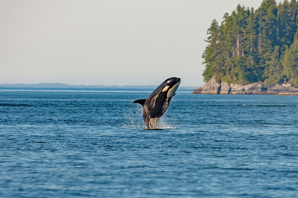 Walvis springt uit het water in West-Canada