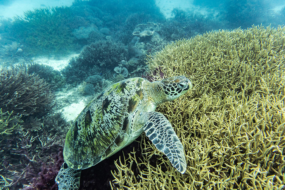 Zwemmen met schildpad in Indonesië