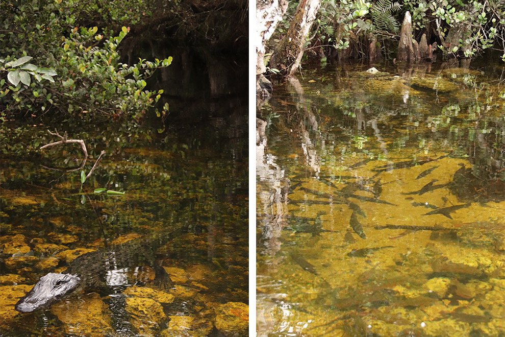 Alligators en vissen in het water in Florida