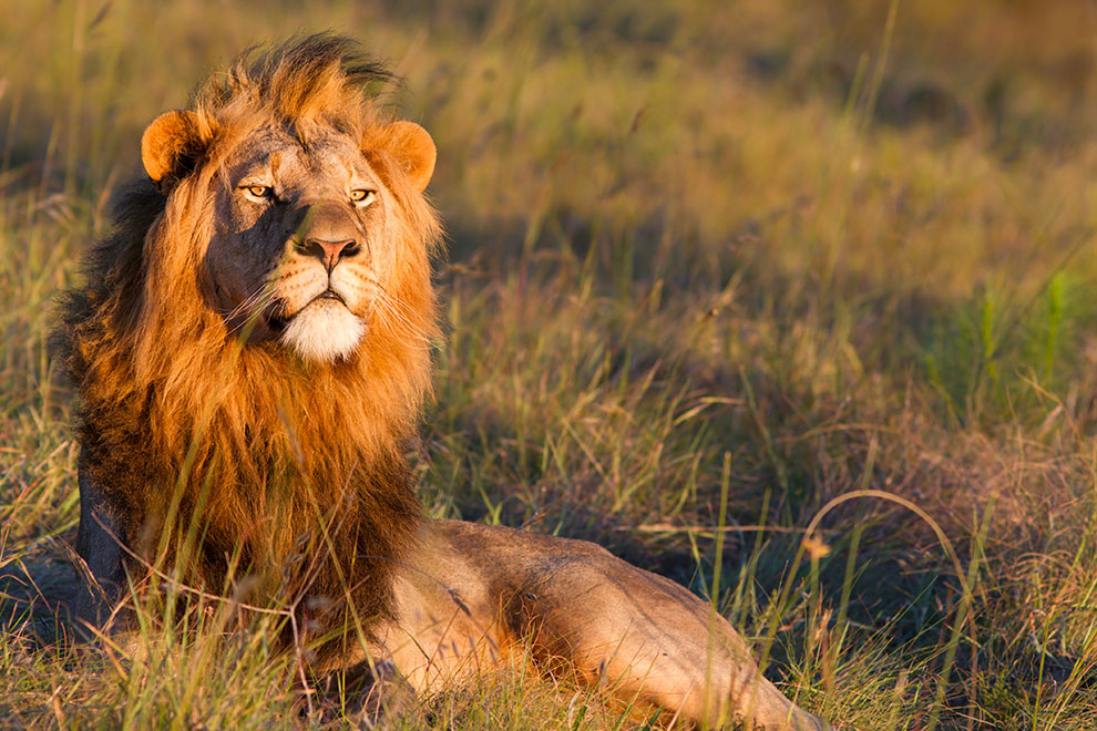 Leeuw gespot op safari in Zuid-Afrika