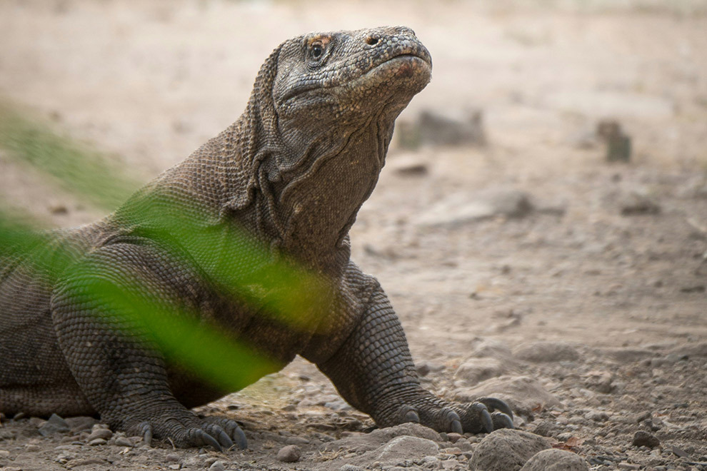 Komodovaraan, Flores, Indonesië