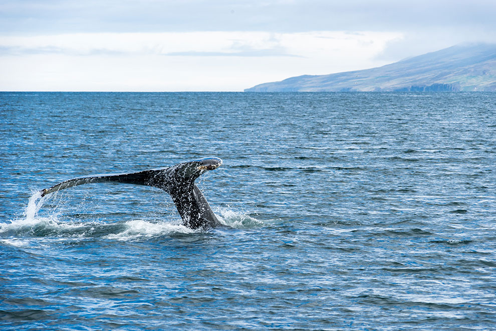 Walvis fin boven water in IJsland 