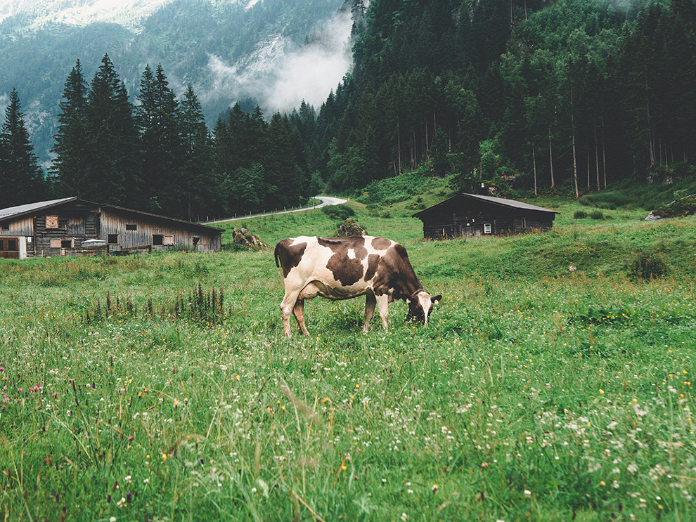 Koe in de wei in het Zillertal in Oostenrijk