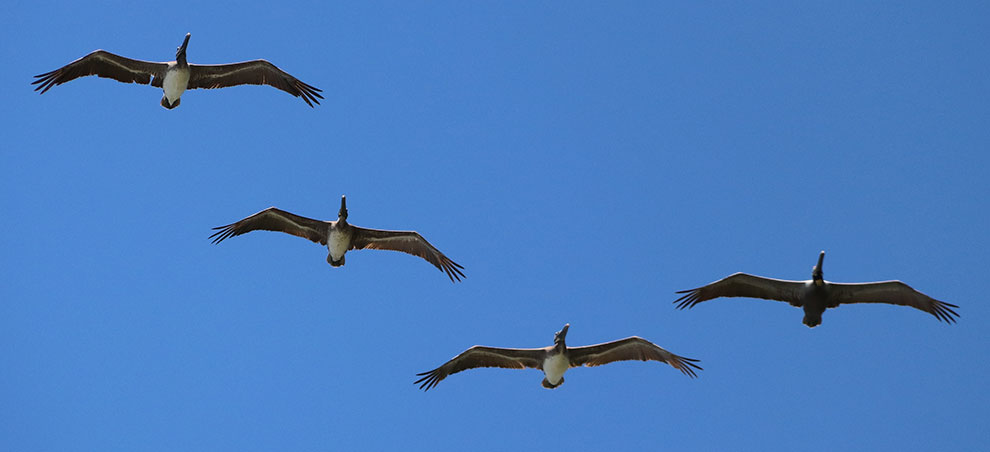 Pelikanen vliegen over in Costa Rica