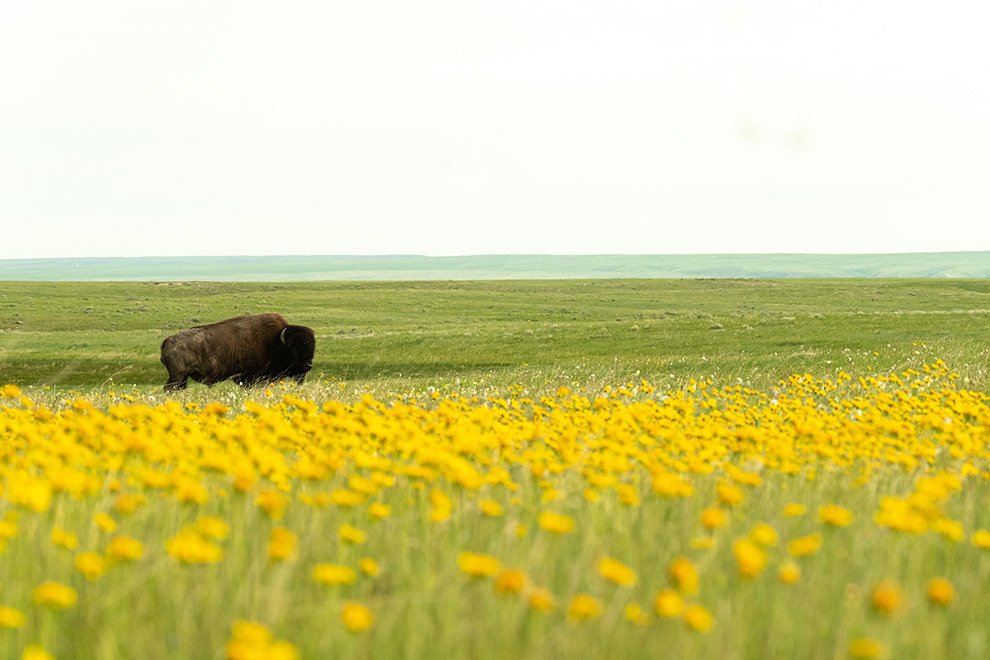 Wild op het West Block van Grasslands National Park