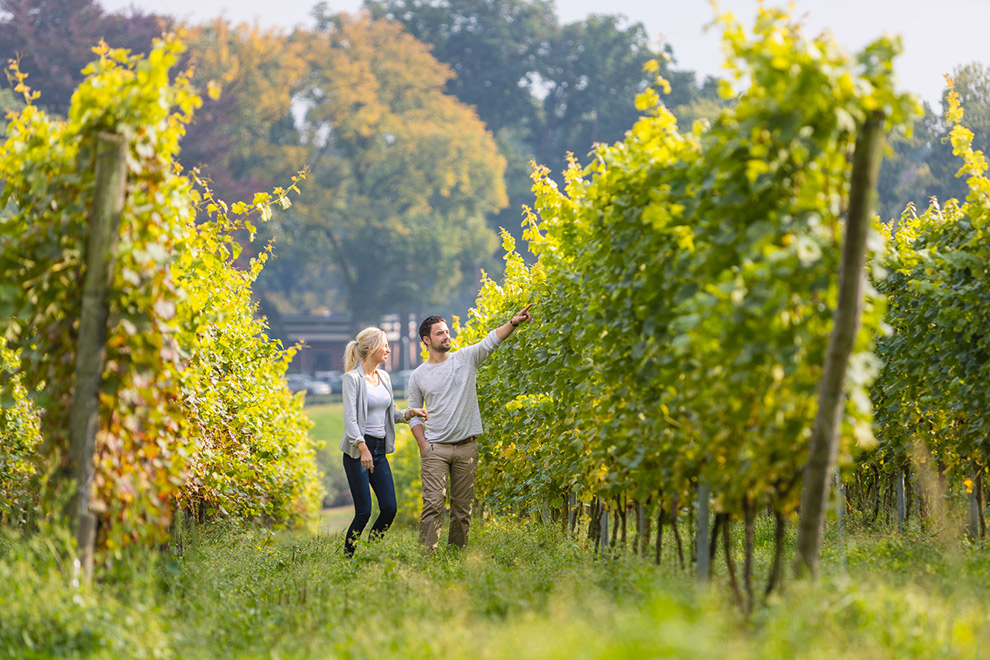 Stel wandelt door wijngaarden van Groesbeek in Nijmegen