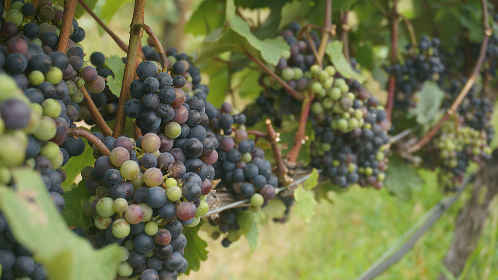Druiven in de Canadese wijngaarden van Okanagan Valley