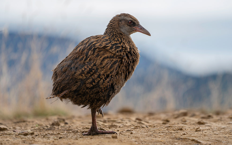De Nieuw-Zeelandse Weka vogel