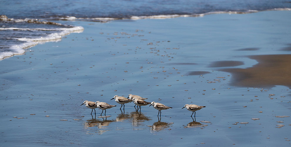Vogels aan de oever van Ballena Beach in Costa Rica