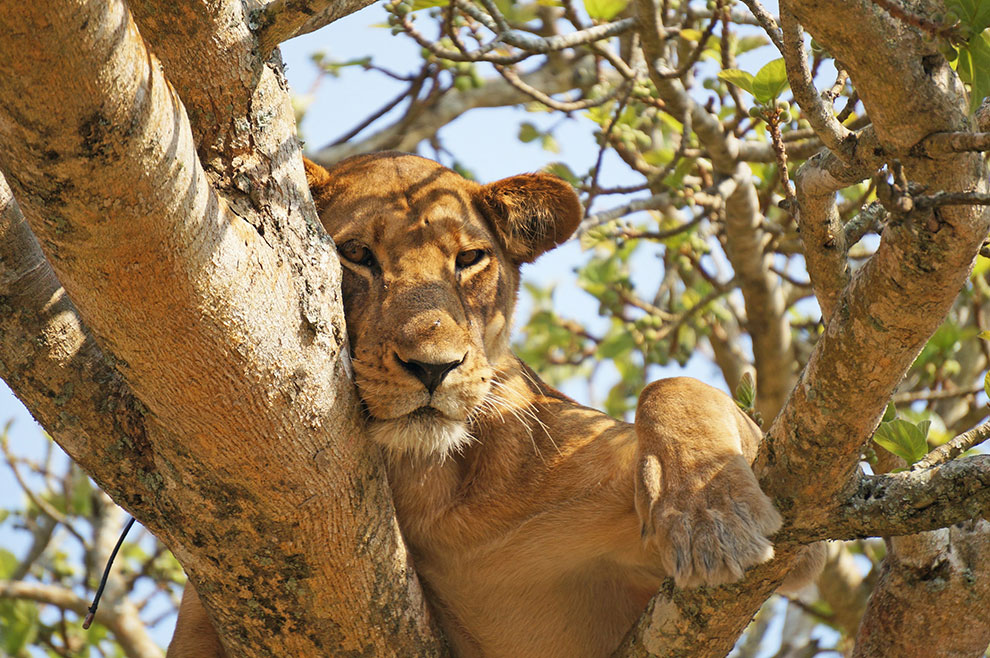 Leeuw in boom in Uganda