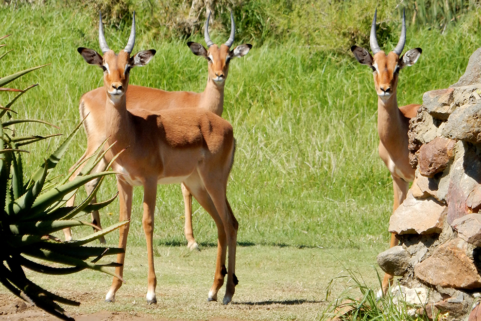 Drie antilopes in Zuid-Afrika