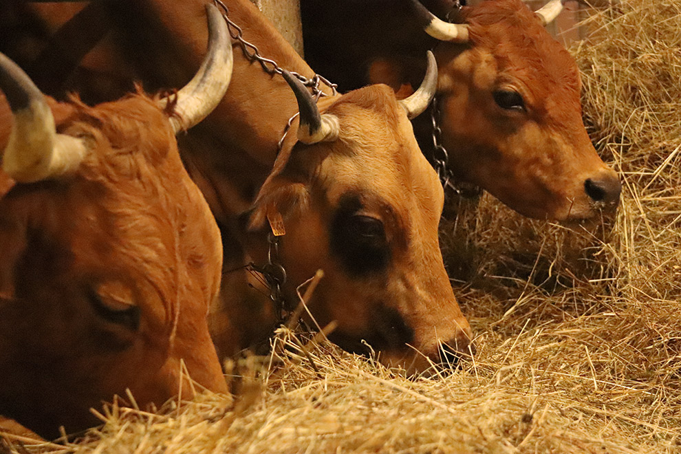 Koeien bij Areches-Beaufort boerderij