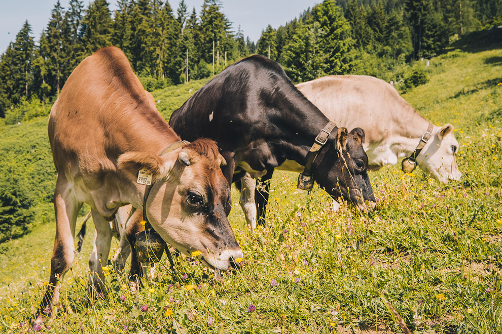 Koeien grazen in de wei in Oostenrijk