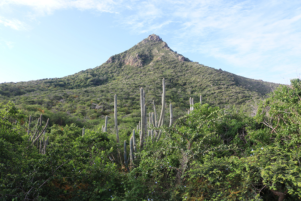 Cactussen aan de top van de Christoffelberg in Curaçao