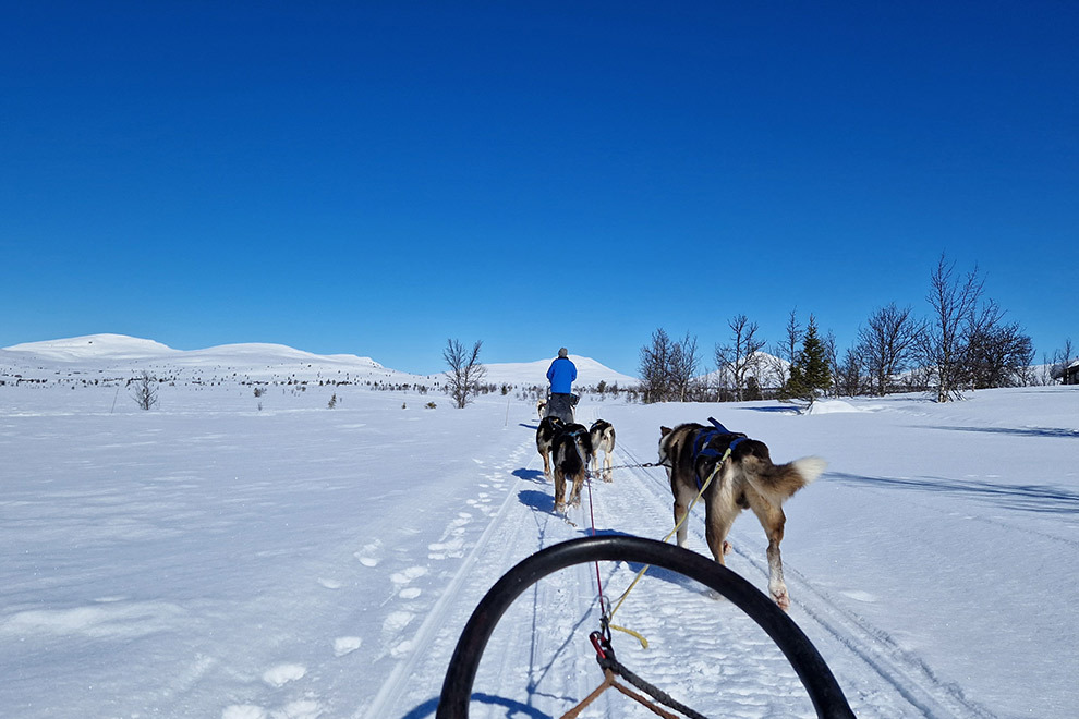 Husky's in Rondane National Park