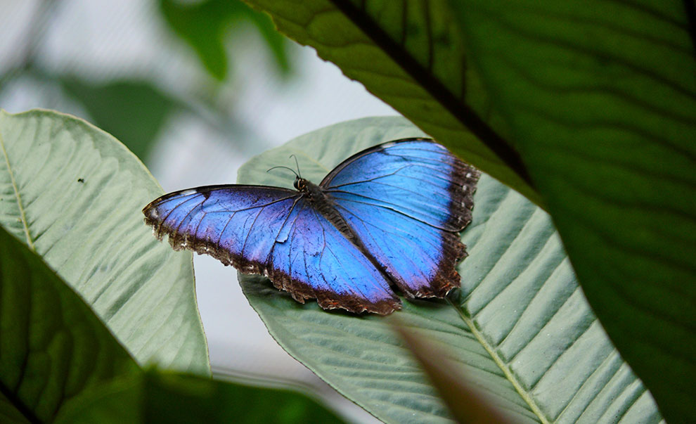 Kleurrijke vlinder op blad in Costa Rica