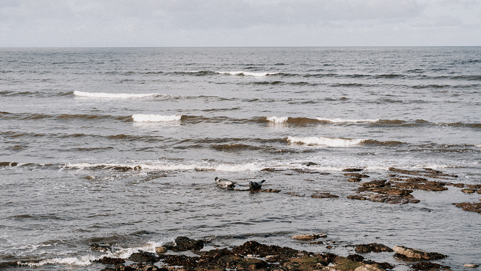 Schotse zeehonden rusten aan de kust