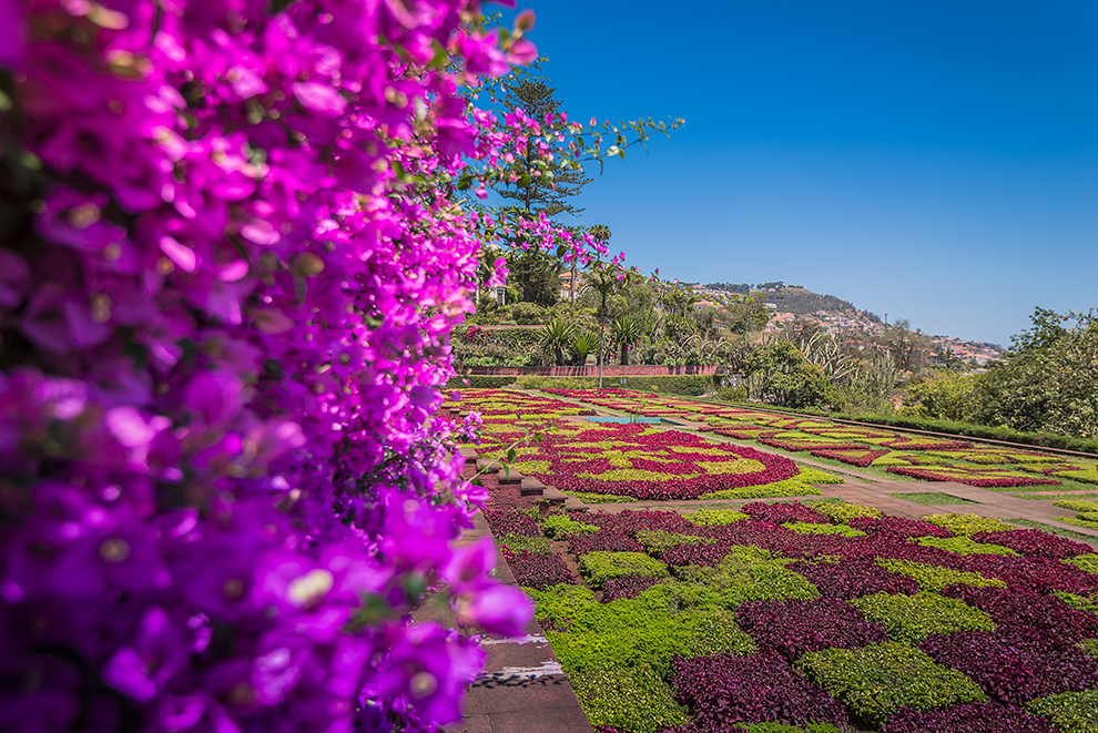 De kleurrijke botanische tuin van Madeira