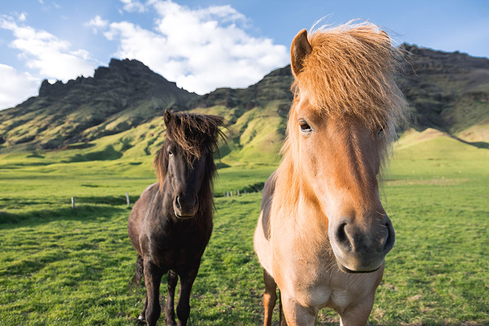 Typisch IJslandse paarden in de wei