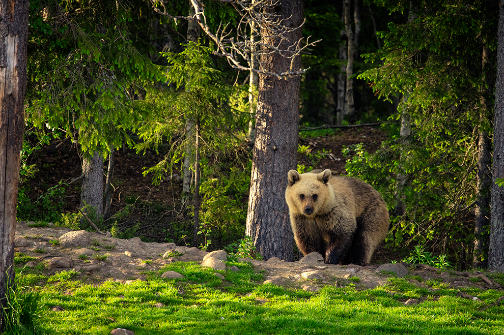 Beren spotten in de natuur van Fins Lapland