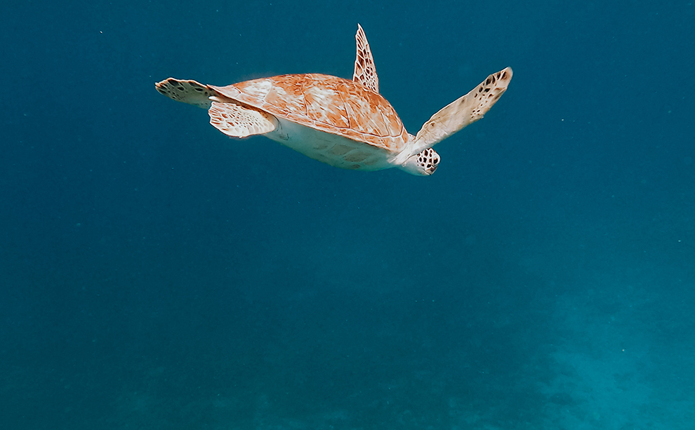 Zwemmen tussen de schildpadden op Aruba