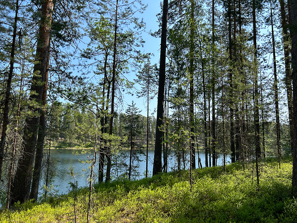 Hiken in de natuur van Punkaharju in Zuid-Finland