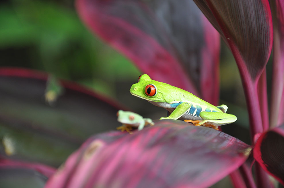 Gifgroene kikker op blad in Costa Rica