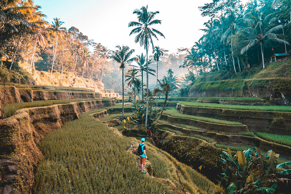 Rice fields in Indonesia