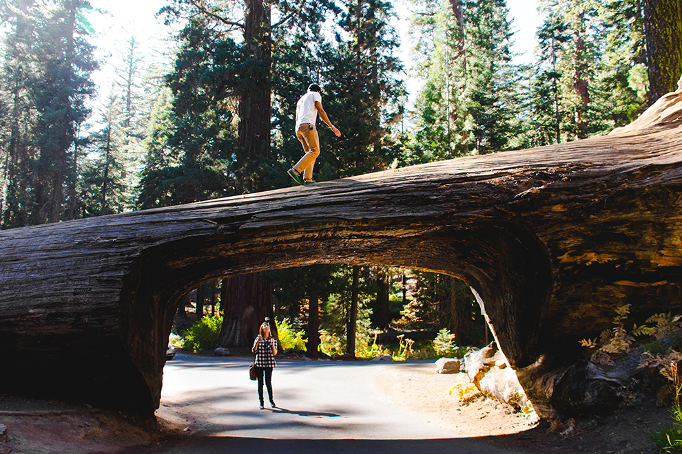 Immense bomen in het Sequoia National Park in de VS
