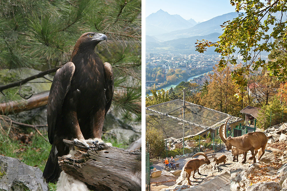 Dieren in de Alpen zoo in Innsbruck