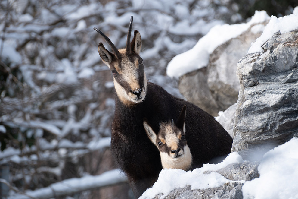 Dieren van de Alpenzoo in Oostenrijk