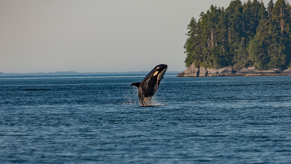 Orka springt uit het water in Canada
