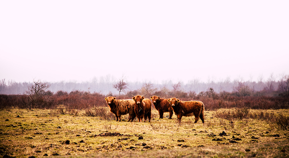 Grote grazers in het Lauwersmeergebied in Groningen