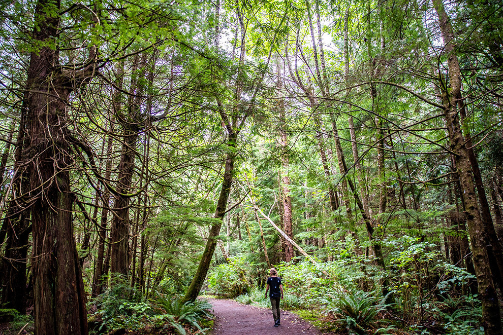 Groen mossig bos in Olympic National Park