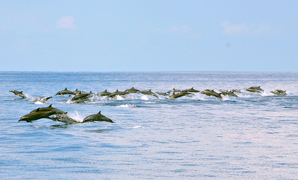 Dolfijnen springen uit het water in Sri Lanka