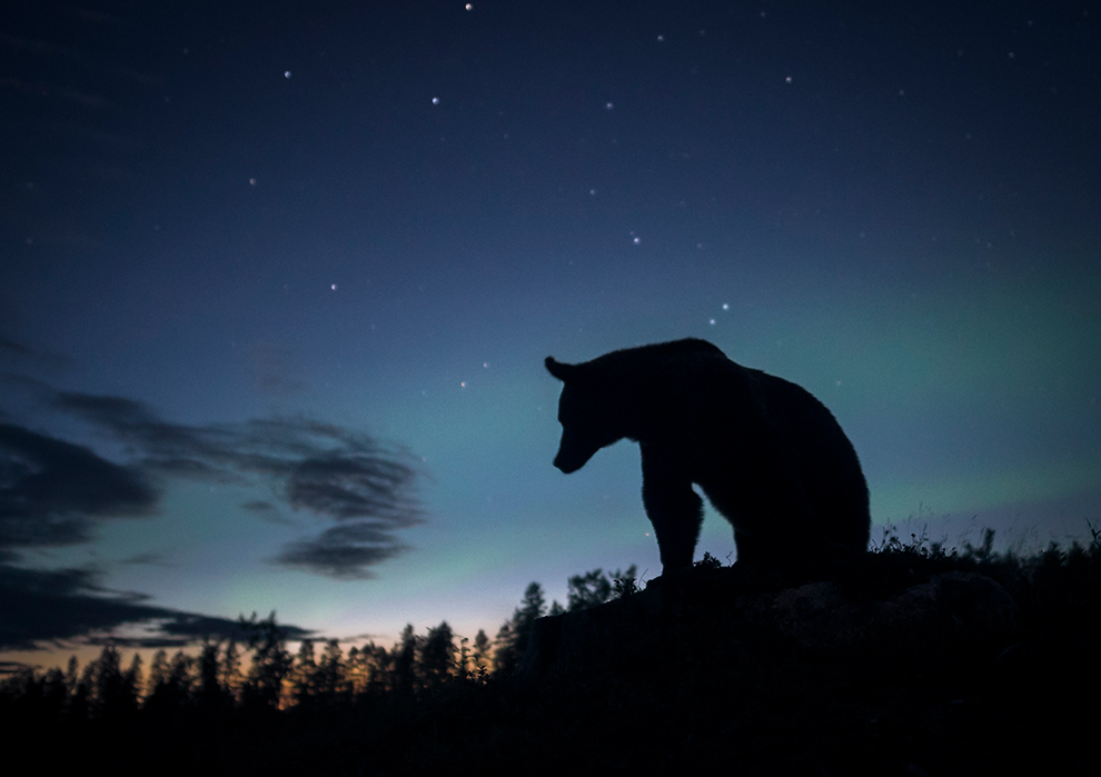 Beren spotten in zomers Finland