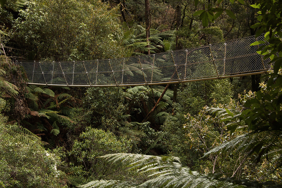 Groene regenwoud rondom de Montezuma Falls in Tasmanië