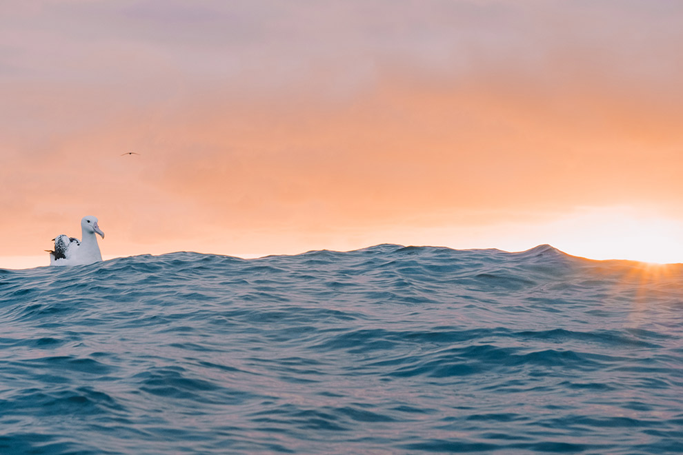 Albatros op het water tijdens prachtige zonsondergang