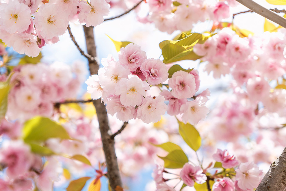 Kleurrijke lichtroze Sakura bloemen in bloei tijdens het cherry blossom seizen in Japan