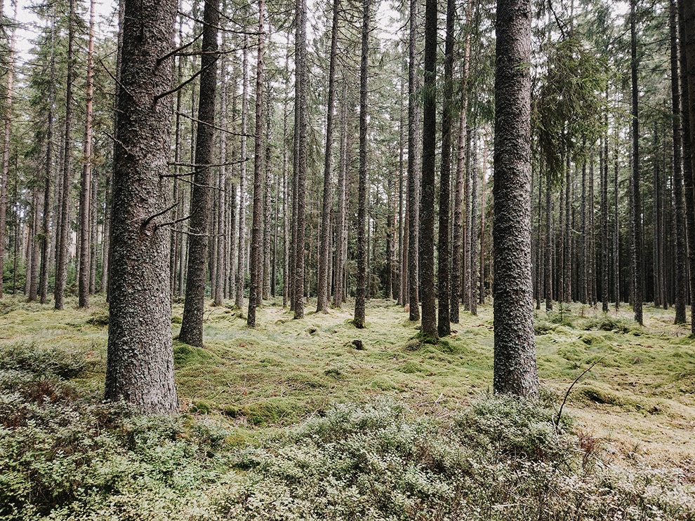 Met mos bedekt sprookjesachtig bos in Duitsland 