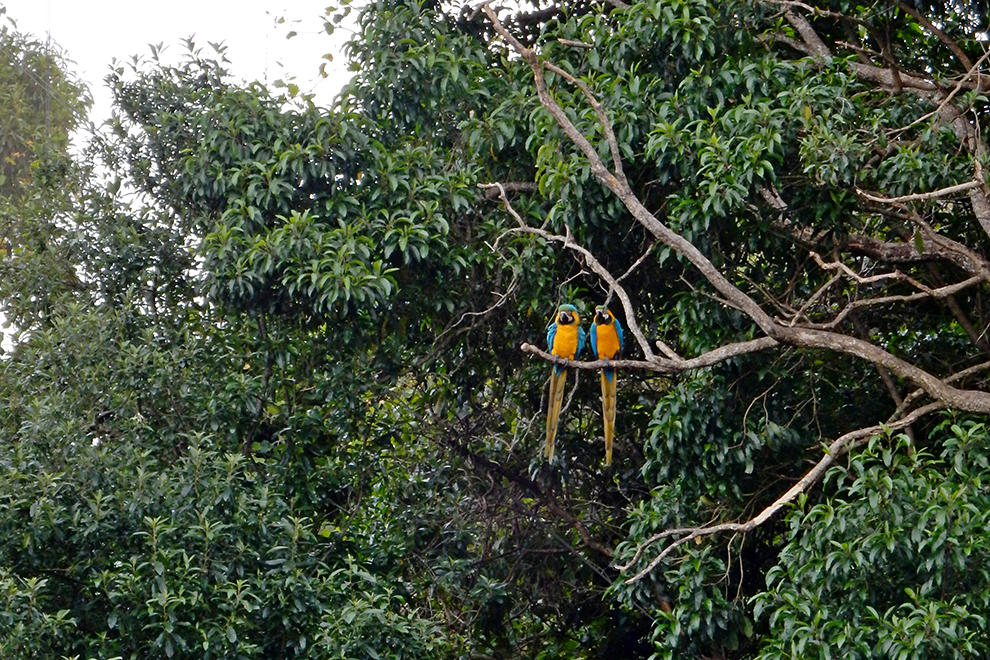 Ara vogels hoog in de bomen in Zuid-Afrika