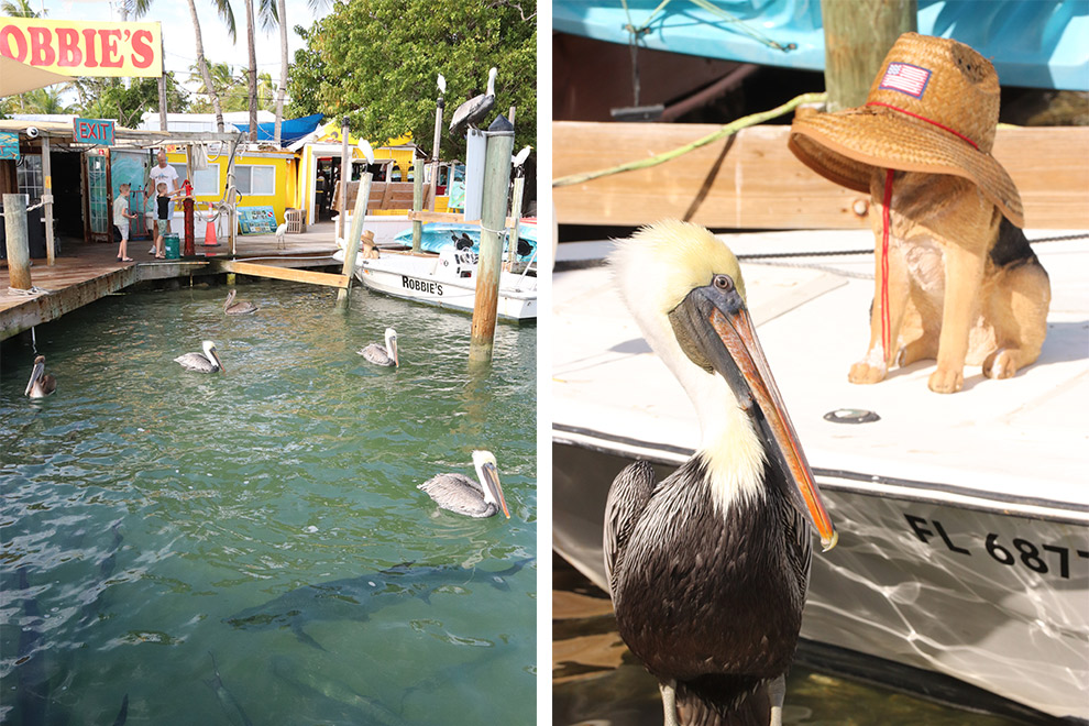 Pelicanen en vissen bij Robbie's in Florida